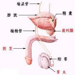 珠海前列腺肥大是怎样造成的?